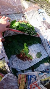 16559250_1237659339645463_937881917_n