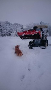 16559339_1235866549824742_324613666_n