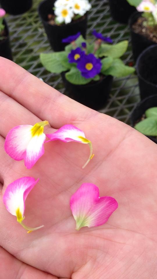 園芸療法のイベントのお花の調達