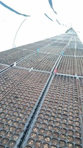 16650173_1237660556312008_1404567189_n