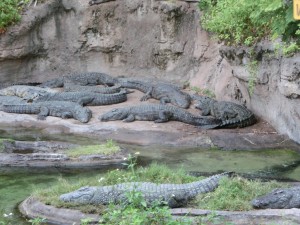 16826158_1259768187434578_887827305818689682_o