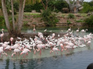 16991792_1259768400767890_3239708881537891086_o