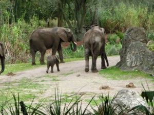 16992350_1259768397434557_6075678485105242761_o