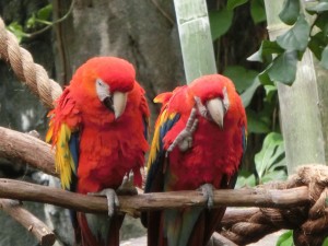 16992505_1259770617434335_457434861363422876_o