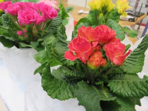 17016414_1257891974288866_534956335_o