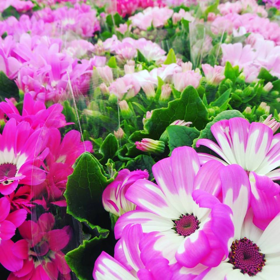 サイネリアで春を感じる