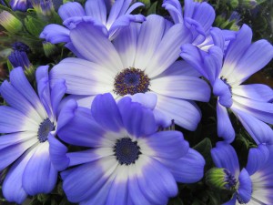 17016394_1261269643951099_587795079_o