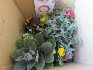 17036671_1261269120617818_1174558175_o