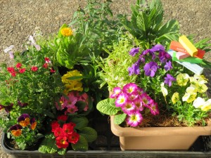 17036968_1261269117284485_159172867_o