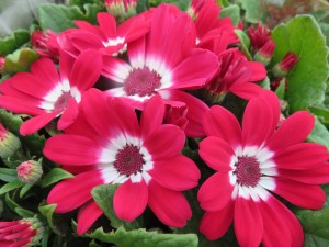 17092776_1261269660617764_1964907650_o