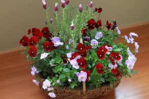 17195445_1268730976538299_2137290760_o