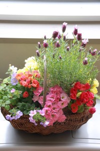 17198523_1268730979871632_1615241154_n