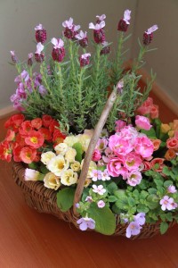 17198570_1268730973204966_133804818_n