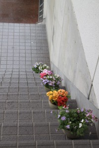 17203802_1268731559871574_277111813_n