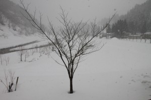 17230050_1268731216538275_1585376393_o