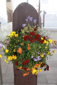 17238309_1268732046538192_1486077992_n