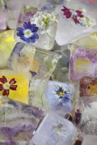 17270845_1272115949533135_172350352_n