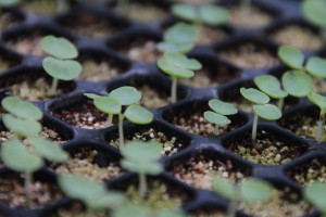 17349257_1278515778893152_1812396691_o