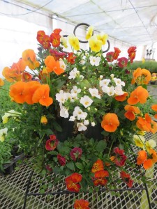 17351037_1278568468887883_985360308_n