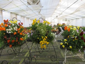 17373402_1278568545554542_1283224230_o