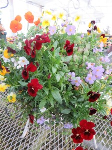 17391969_1278568518887878_552048888_n