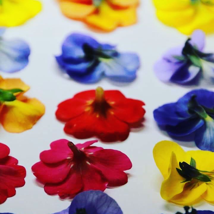 ドライエディブルフラワー製作中～♪