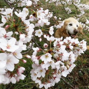 17799324_1302022836542446_3289602183643291685_n