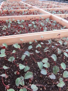 17888472_1304040923007304_1412802170_n