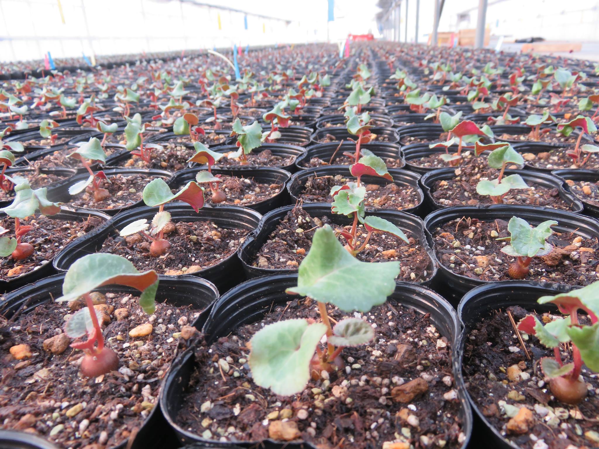 シクラメンの赤ちゃん♪