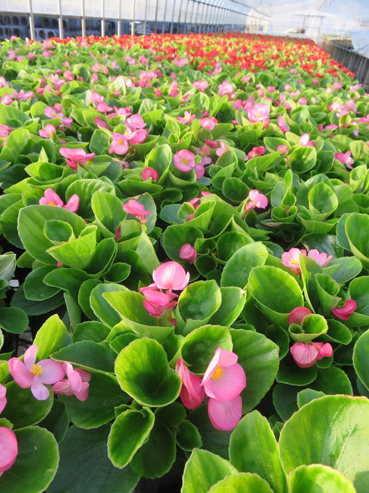 全国植樹祭のおもてなし事業の視察団
