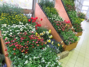 17968562_1307037719374291_1057697359_o