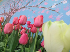 17968678_1307037916040938_1909698390_o