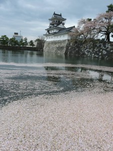 17974883_1307038579374205_1143756981_n