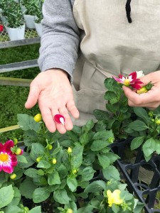 18010699_790036631147601_6007682943358522331_n