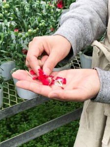 18010795_790036627814268_8960829653235474514_n