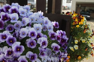 18216513_1320289964715733_2529993038865143478_o