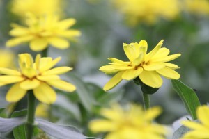 18318767_1326318654112864_69958085_o