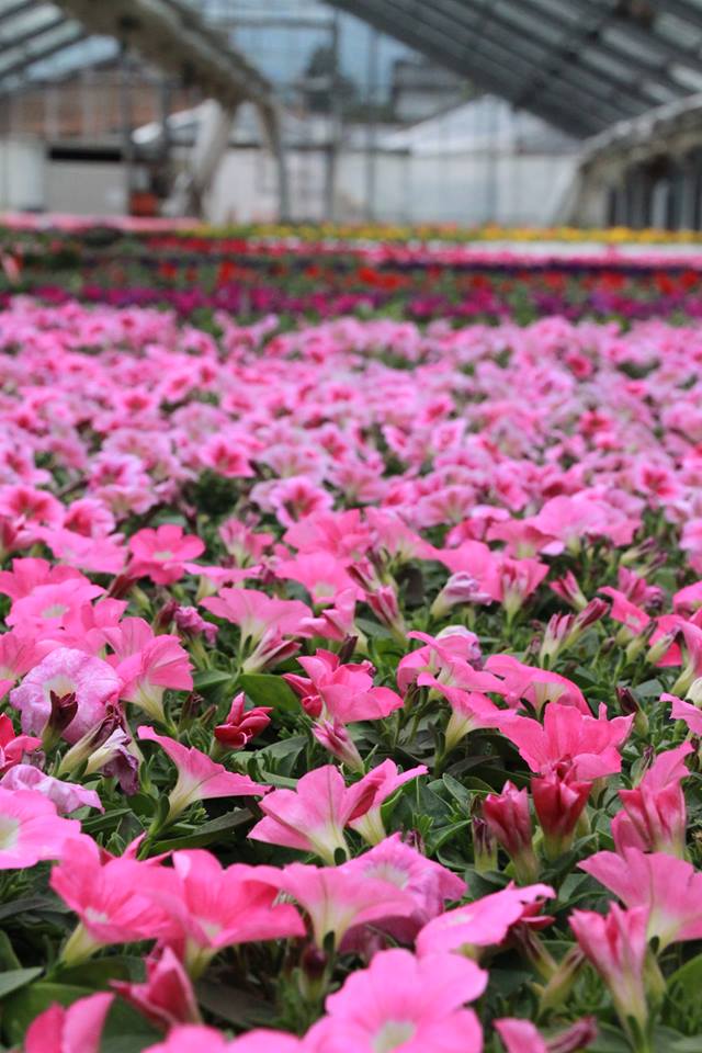 お花がいっぱい♪