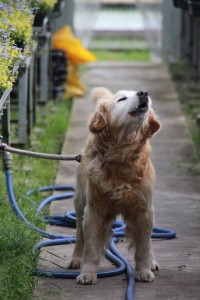 18337244_1326319390779457_182679380_n