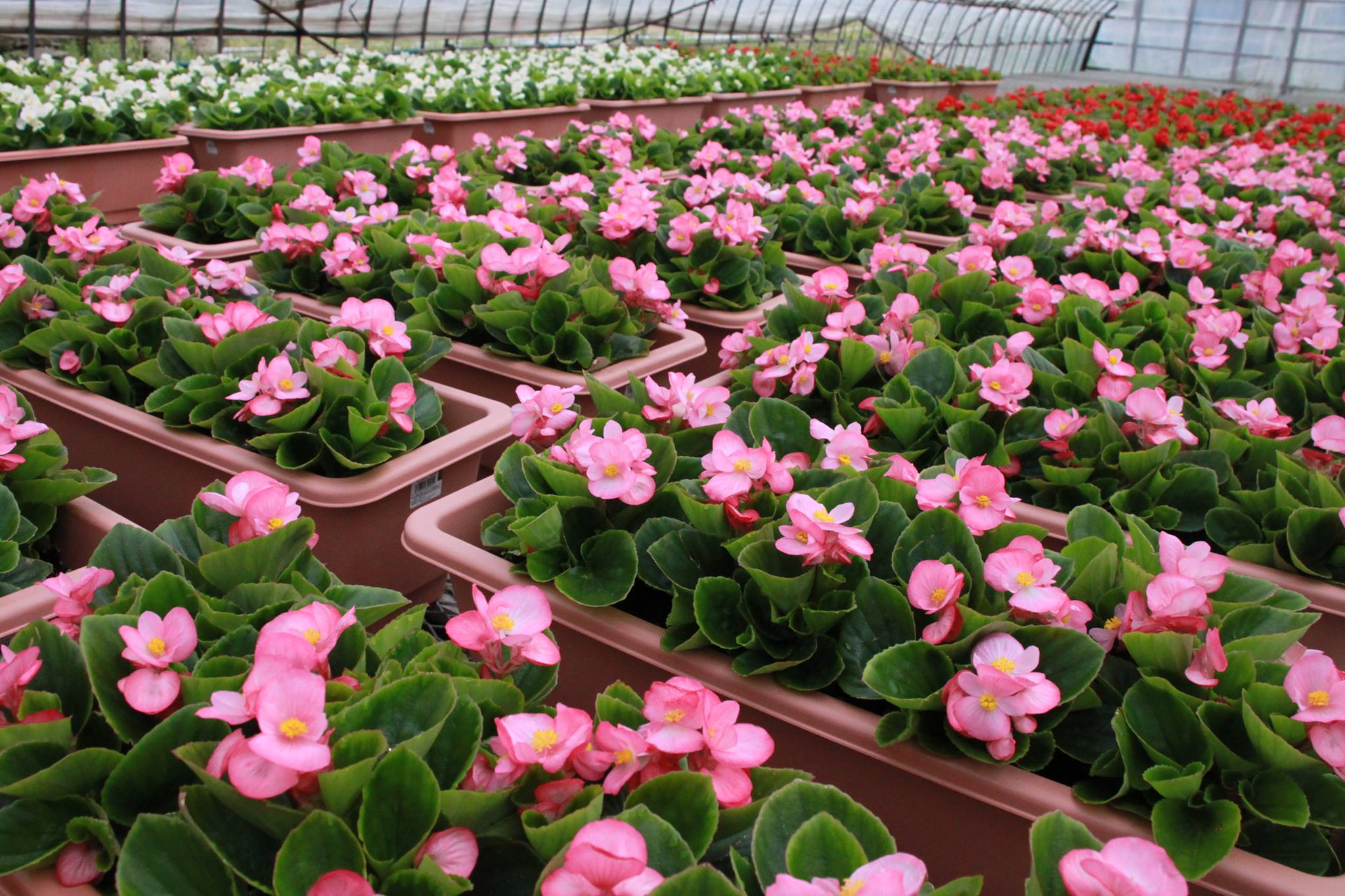 全国植樹祭の会場装飾プランターの生育状況