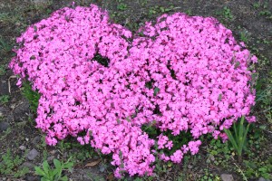 18339404_1326318690779527_1288786227_o