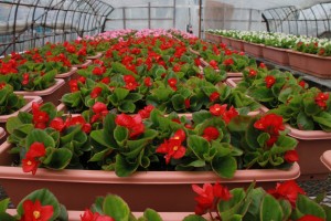 18339414_1326318697446193_1398202629_o