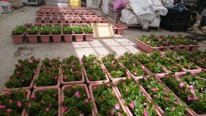 18361901_1326315470779849_2070851809_o