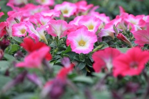 18362410_1326318684112861_1425671553_o