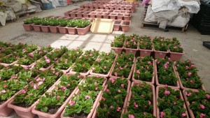 18362784_1326315320779864_1257087688_o