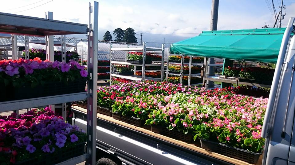 南砺市の花いっぱい運動！！