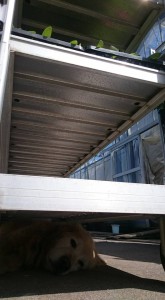 18519868_1337906662954063_2240470766062425360_n