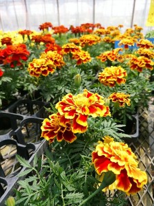 18556084_1202985513163636_2738877527516354873_n