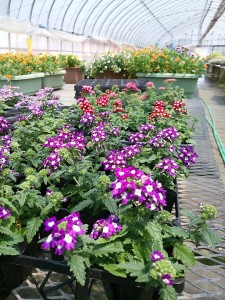 18557214_1202985566496964_2598336175879927731_n