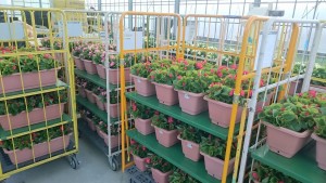 18641421_1340941752650554_1738016120_o